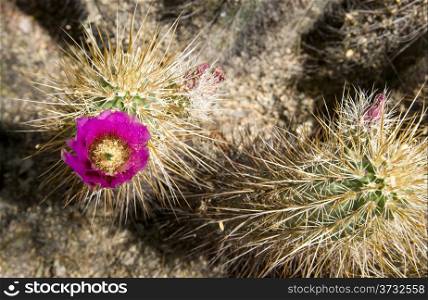 Flowering Cactus Spiny Plant Growth Desert Ground Southwest
