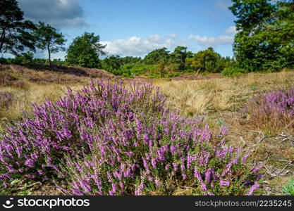 Flowering Calluna vulgaris  common heather, ling, or simply heather  under blue sky and white fluffy clouds, Purple flowers on the hilly side field. Blooming Heather fields, purple pink heather in bloom, blooming heater on the Veluwe