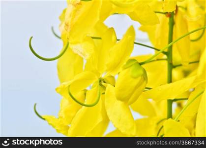 Flowering cassia