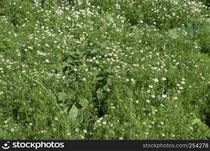 Flowering chamomile in the garden. Medicinal chamomile.. Flowering chamomile in the garden. Medicinal chamomile