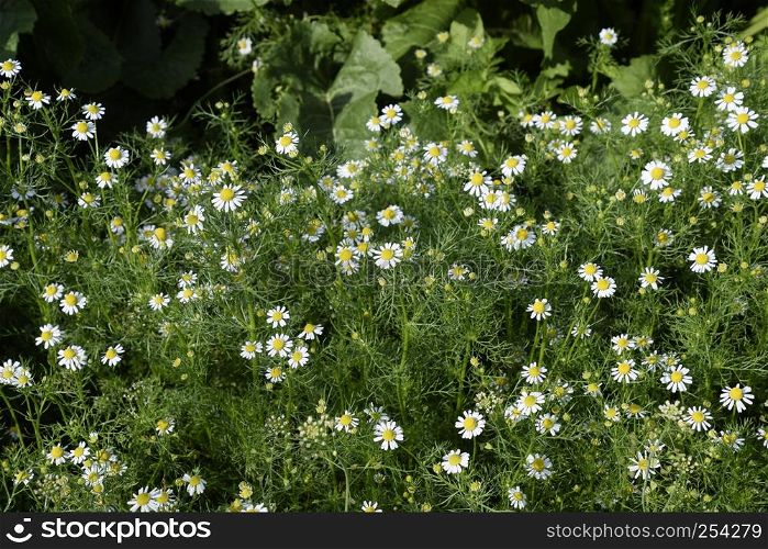 Flowering chamomile in the garden. Medicinal chamomile.. Flowering chamomile in the garden. Medicinal chamomile
