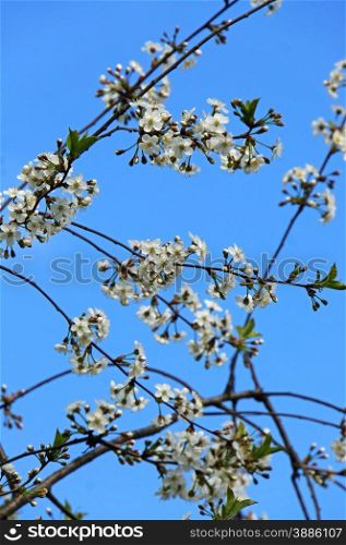Flowering cherry branch against the blue sky