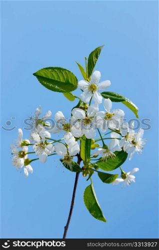 Flowering cherry branch on a background of blue sky
