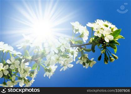 flowering cherry on a background sky