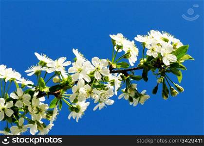 flowering cherry on a background sky
