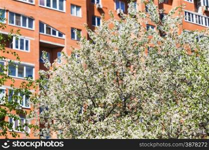 flowering cherry tree and urban apartment house on background