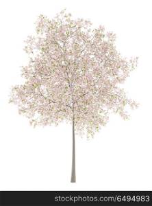 flowering cherry tree isolated on white background. 3d illustration. flowering cherry tree isolated on white background. 3d illustrat