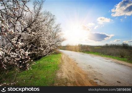 Flowering cherry tree near road at sunshine