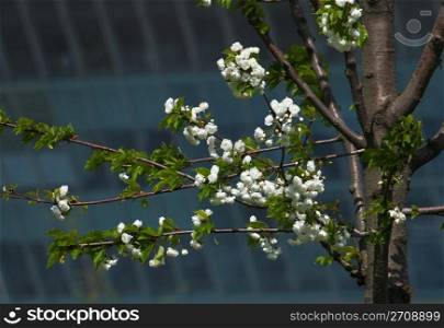 flowering cherry tree on the background of the building