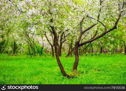 flowering cherry trees in spring garden