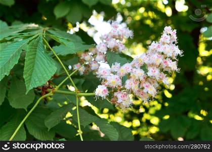 flowering chestnut branch, chestnut tree blooms in spring. chestnut tree blooms in spring