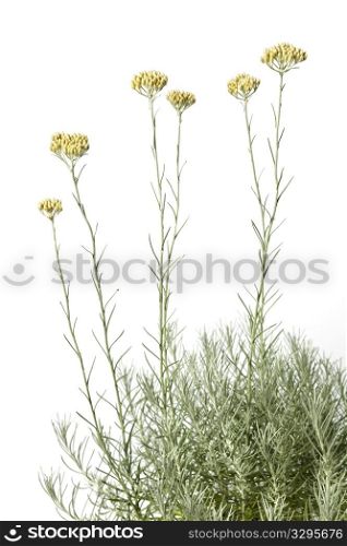 Flowering curryplant on white background