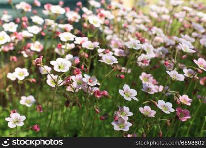 flowering decorative garden moss