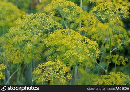 Flowering dill and blurred bokeh as background