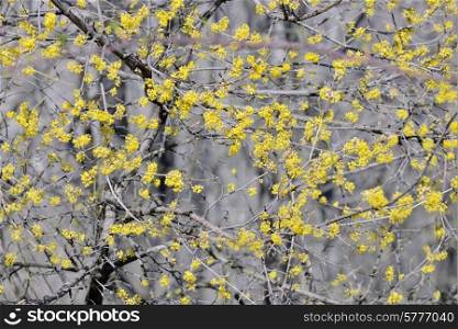 Flowering dogwoods Cornus mas in spring time