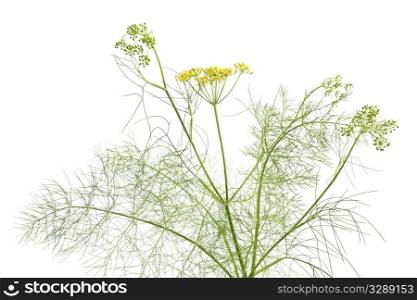 Flowering fennel at white background