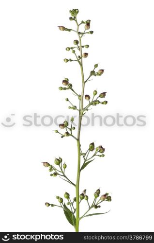 Flowering figwort on white background