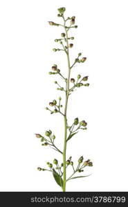 Flowering figwort on white background