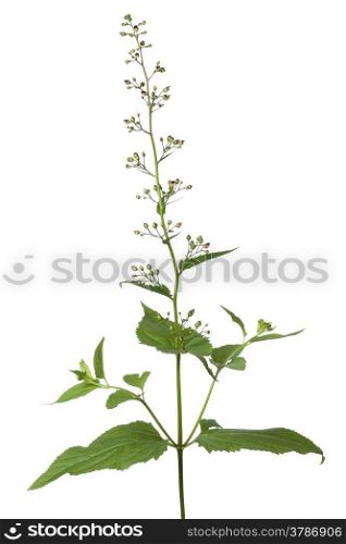 Flowering figwort on white background