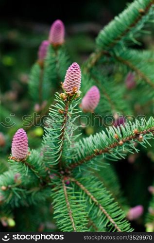 flowering fir branch with fresh blossoms in spring
