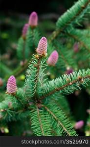 flowering fir branch with fresh blossoms in spring