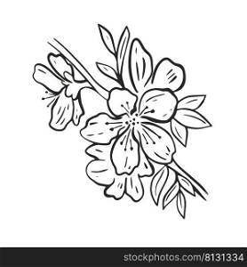 Flowering fruit tree branch hand drawn engraving isolated object. Apple, cherry, peach or almond blossom black sketch isolated on white background. Natural blossom decoration vector. Flowering fruit tree branch hand drawn engraving isolated object