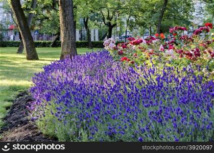 Flowering garden with lavender and rose in spring, Sofia, Bulgaria