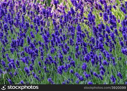 Flowering garden with lavender in spring, Sofia, Bulgaria