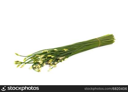 flowering garlic chives isolated on white background