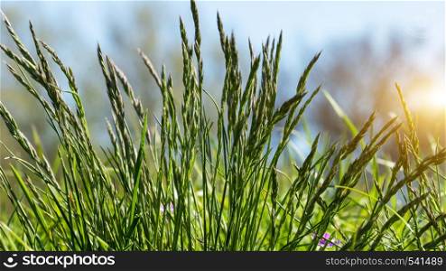 Flowering grass in detail - Allergens - Allergy