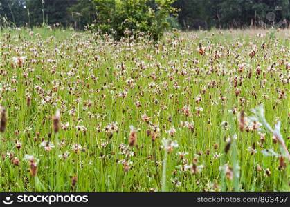 flowering grass in the meadow, floral background, blooming green plants. flowering grass in the meadow, blooming green plants, floral background