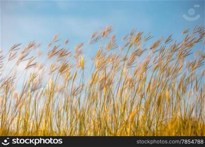 Flowering grass with Blue Sky Backgrounds