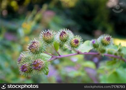 Flowering Great Burdock. Arctium lappa