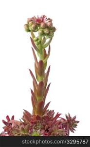Flowering houseleek with buds on white background