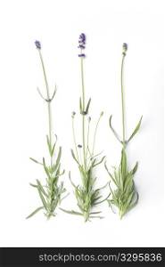 Flowering Lavandula Angustifolia, Lavender, On White Background