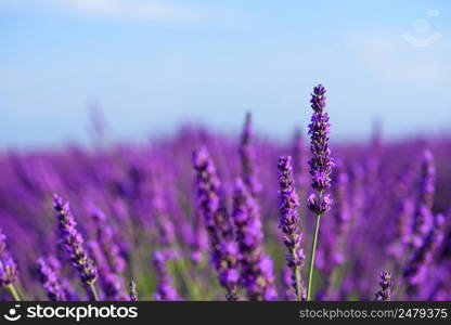 Flowering lavender bush on field macro
