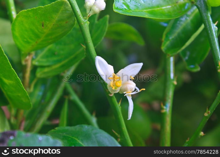 Flowering lemon tree with green leaf in garden