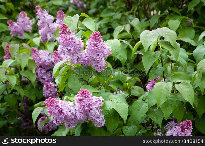 Flowering lilac in the city park. Novosibirsk, may 2007