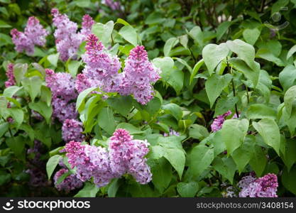 Flowering lilac in the city park. Novosibirsk, may 2007