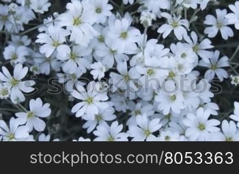 flowering looks like snow flowers.. Cerastium. small white flowers in spring