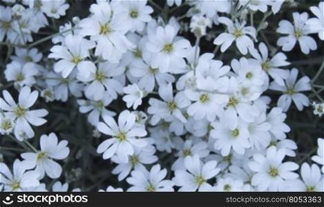 flowering looks like snow flowers.. Cerastium. small white flowers in spring