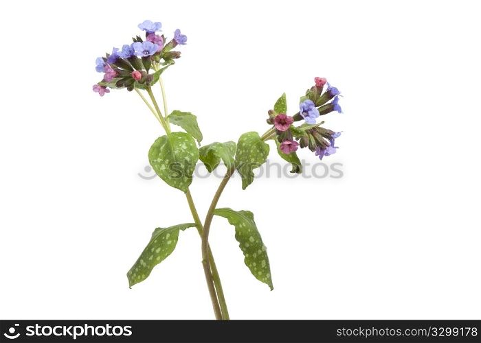 Flowering Lungwort on white background