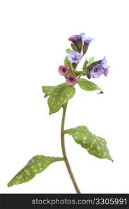 Flowering Lungwort on white background