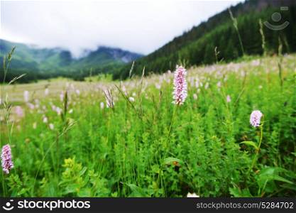 Flowering meadow in mountains. Mountain landscape