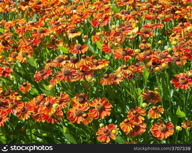 flowering meadow of gaillardia flower in sunny summer day