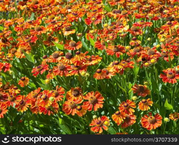 flowering meadow of gaillardia flower in sunny summer day