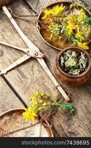 Flowering medicinal hypericum on medical scales.Hypericum perforatum.Healing herbs on wooden table. Fesh yellow flowers Hypericum