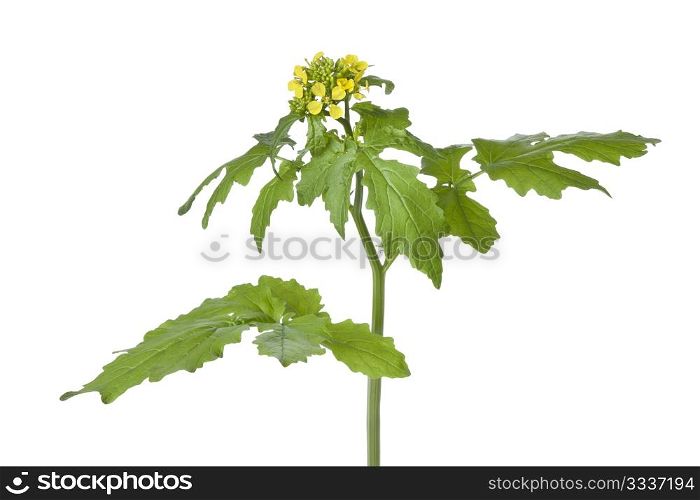 Flowering mustard plant on white background