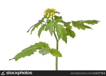 Flowering mustard plant on white background