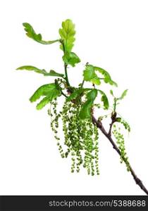 Flowering oak branch with leaves and catkins isolated on white